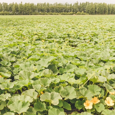 åæµ·é垯åºåžç£ãããŒã¡ãããã¿ãŸããã10kgãç³åºŠ15ã19ã1548011ã