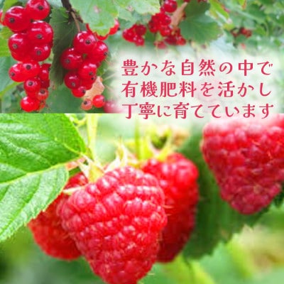 【北海道十勝産 贅沢ピューレ】冷凍ラズベリーピューレ 1.5kg(500g×3袋)【配送不可地域：離島】【1677101】