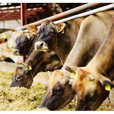 ゴールデンジャージー　長期熟成ストロングゴーダ　500g【配送不可地域：離島】【1601122】