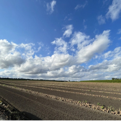 冬の味覚野菜5種セット A 計約12kg 北海道十勝帯広産【配送不可地域：離島】【1497189】