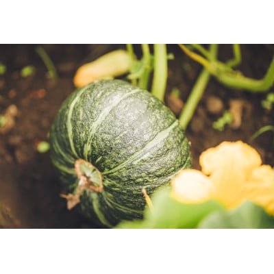 åæµ·é垯åºåžç£ãããŒã¡ãããã¿ãŸããã10kgãç³åºŠ15ã19ã1548011ã