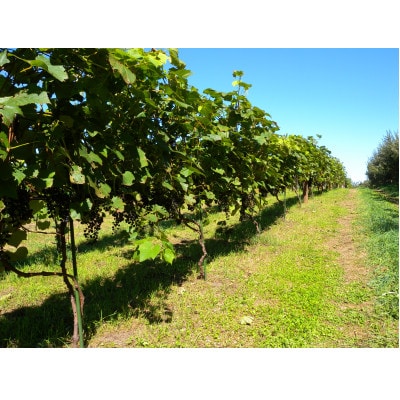 相澤ワイナリー さちろぜ2024(ロゼワイン)【配送不可地域：離島】【1668933】