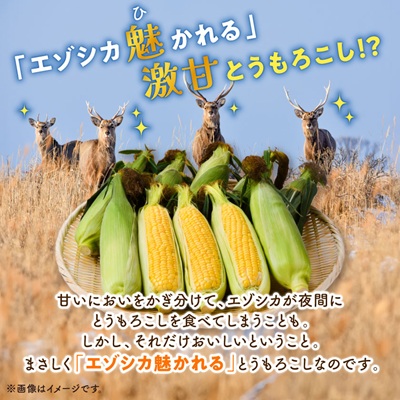 先行受付【十勝ガールズ農場】直送 朝もぎつぶつぶ「あま〜いゴールドとうもろこし」10本【配送不可地域：離島】【1462030】