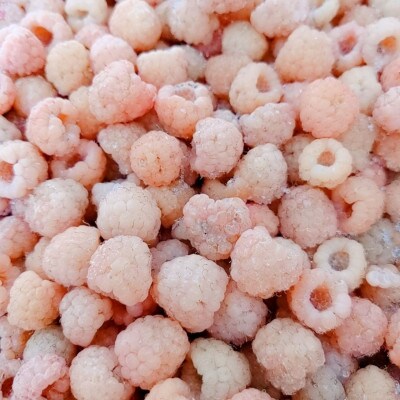 【令和8年10月以降出荷】冷凍イエローラズベリー 5kg(500g×10袋)【配送不可地域：離島】【1725962】