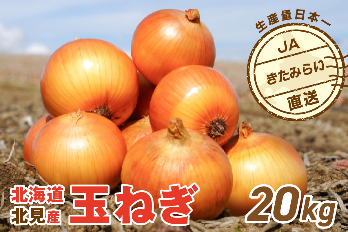 JAきたみらい産 玉ねぎ Lサイズ 20kg ( タマネギ たまねぎ 野菜 )【210-0004】