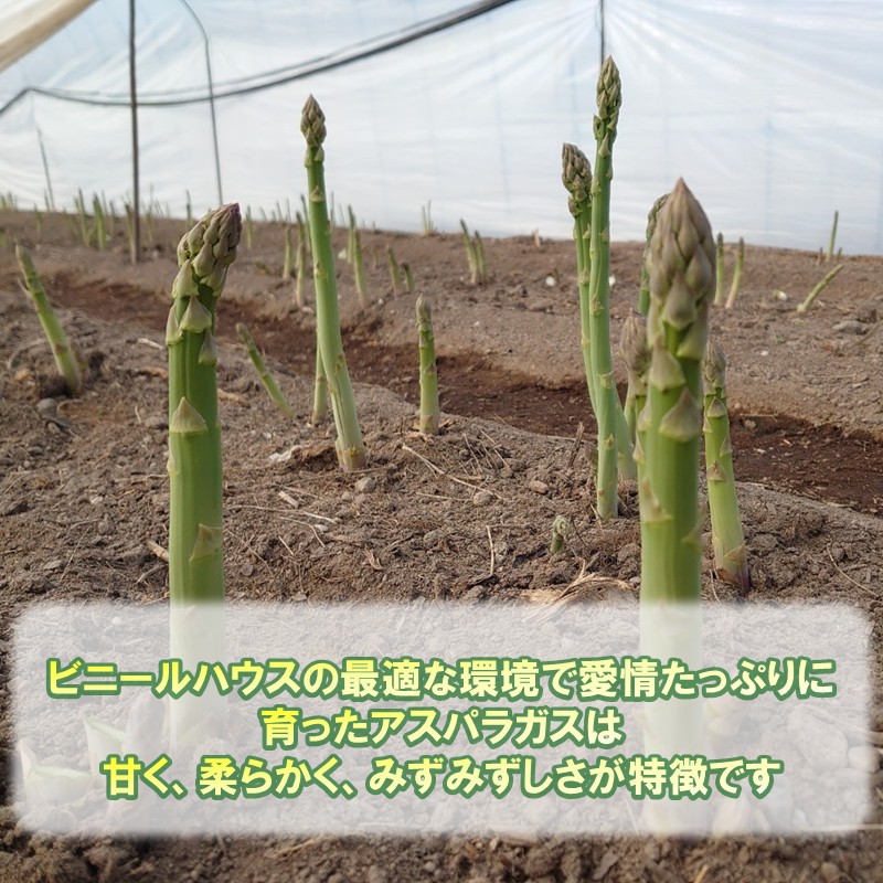 【予約：2026年4月中旬から順次発送】ハウス栽培 グリーンアスパラ 1.2kg ( アスパラガス 野菜 新鮮 朝採れ )【231-0001】