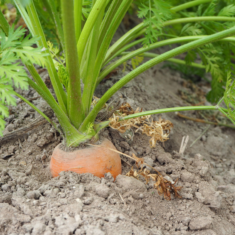 【予約：2024年8月中旬から順次発送】原谷農園の抗酸化にんじん 5kg ( 野菜 人参 農園 期間限定 ふるさと納税 )【058-0007-2024】