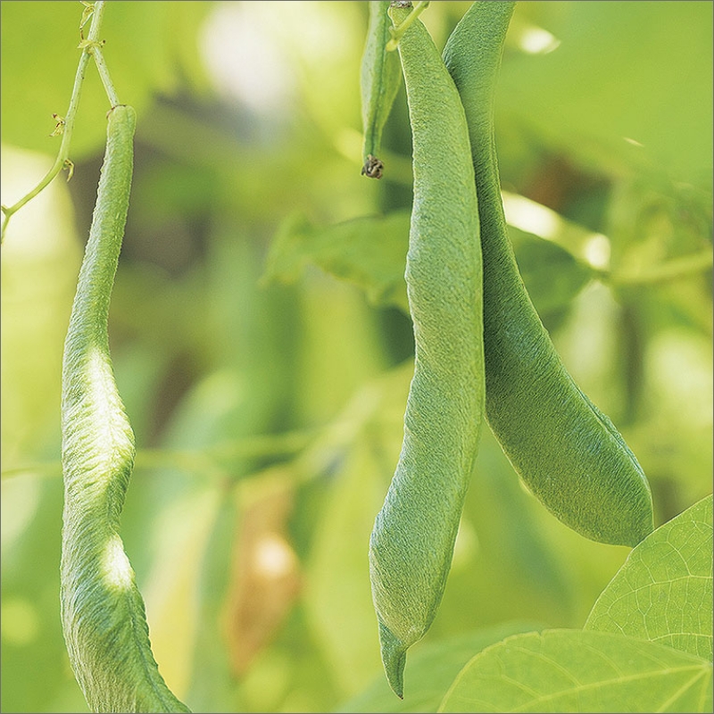 生産量日本一の白花豆を贅沢に使用した大粒甘納豆「白花美人」5パック ( 甘納豆 白花豆 和菓子 おやつ 小分け パック ふるさと納税 )【104-0015】