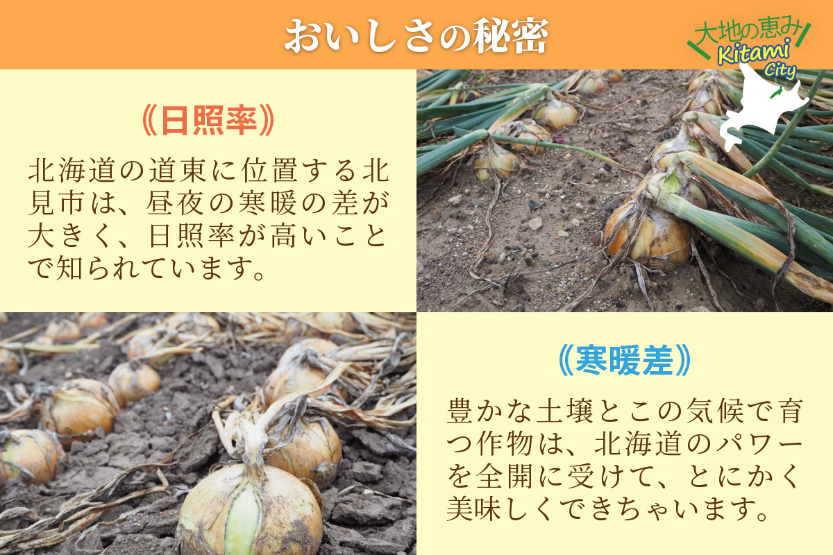 【予約：2024年10月中旬から順次発送】日本一の玉ねぎ生産地！信田農園の玉ねぎ 10kg Lサイズ ( 信田農園 野菜 玉ねぎ 玉葱 たまねぎ タマネギ 10キロ 北見のたまねぎ オニオン 野菜 甘い ふるさと納税 )【124-0006-2024】