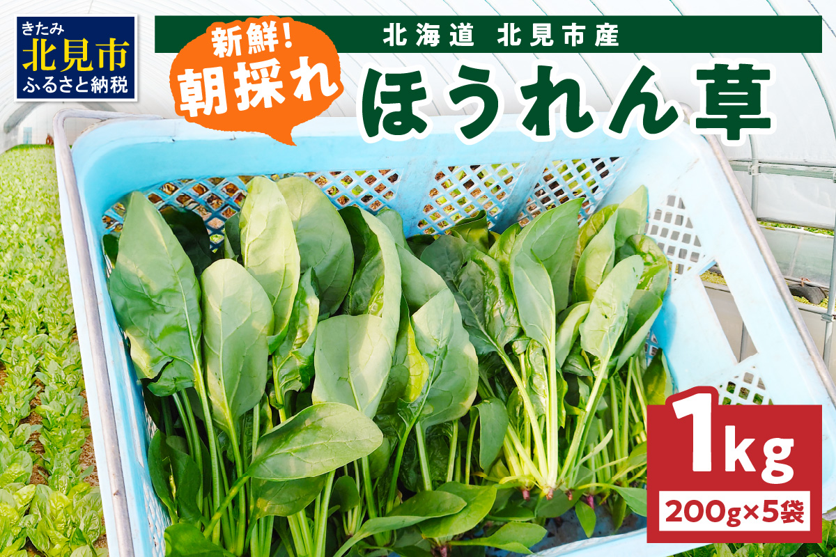 【予約：2025年6月中旬から順次発送】北海道北見産 朝採れ ほうれん草 1kg 200g×5袋 ( 新鮮 採れたて ホウレンソウ ほうれんそう ハウス栽培 )【164-0008】