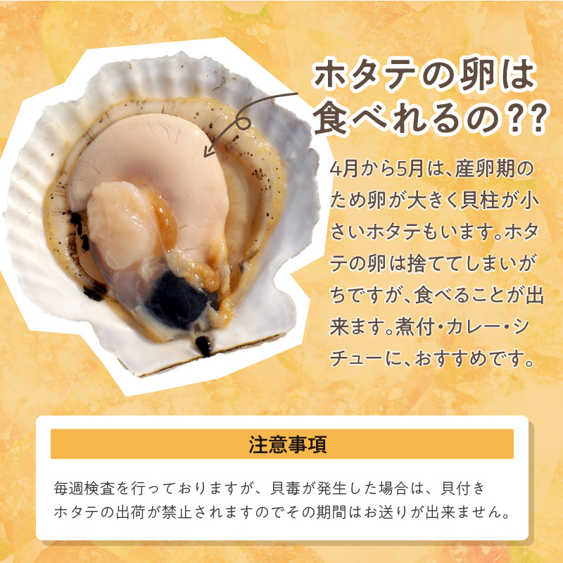 【予約：2026年4月から順次発送】とれたて新鮮！オホーツク海産 活ホタテ貝 4kg 15～35枚 ( 魚介 海鮮 貝 帆立 ほたて ホタテ 4キロ カレー シチュー 肉厚 )【114-0048-2026】