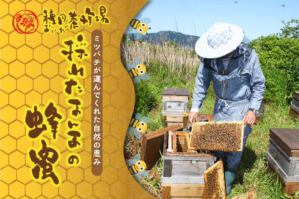 《14営業日以内に発送》国産蜂蜜 はちみつ食べ比べセット 190g×2本セット ( はちみつ ハチミツ 蜂蜜 ハニー 食べ比べ セット ふるさと納税 北見市 北海道北見市 種田養蜂場 はち ミツバチ )【022-0008】