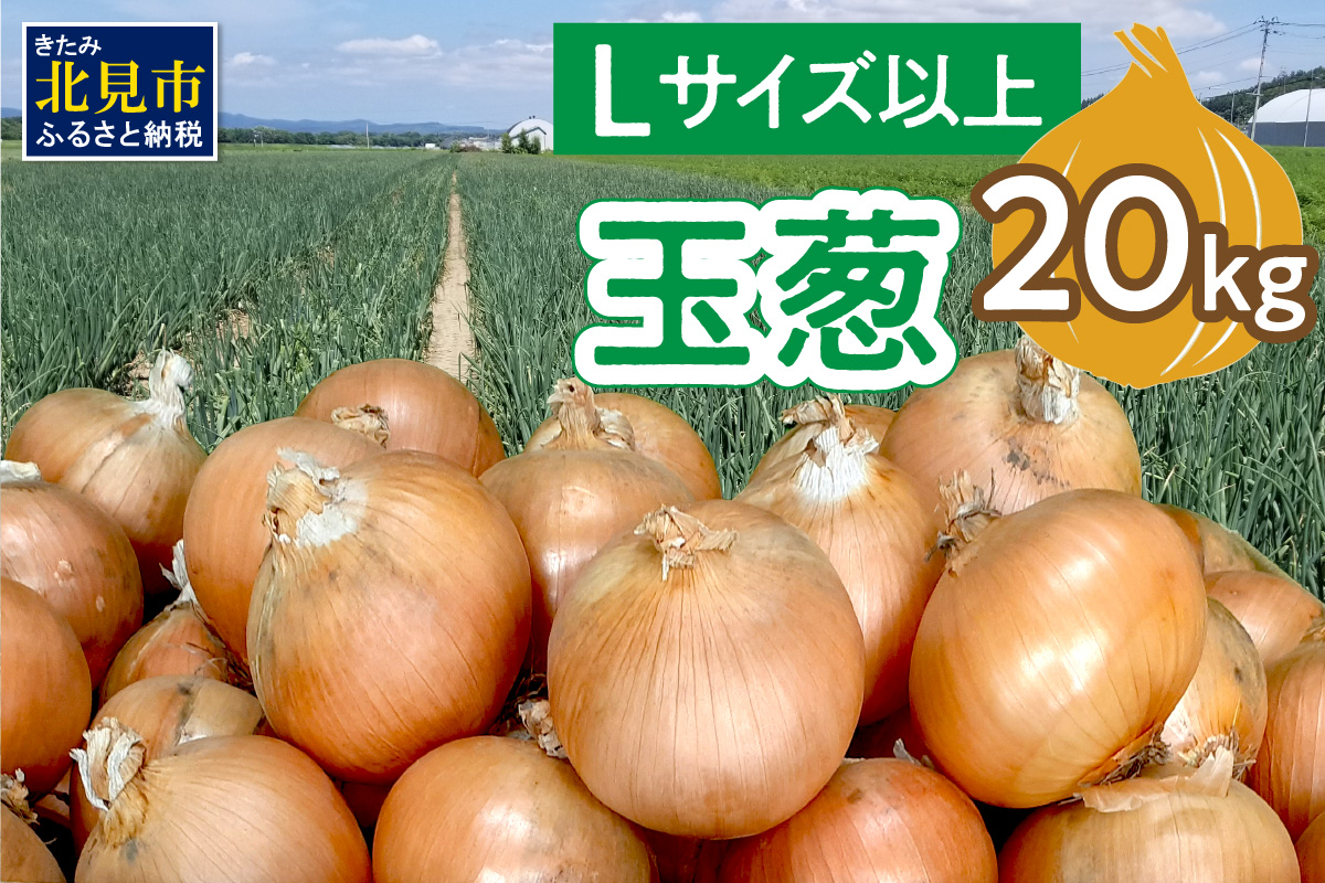 【予約：2026年11月から順次発送】玉葱 20kg Lサイズ以上 ( 玉ねぎ たまねぎ 野菜 20キロ 期間限定 ふるさと納税 玉ねぎ生産量日本一 北見市産 )【148-0007-2026】
