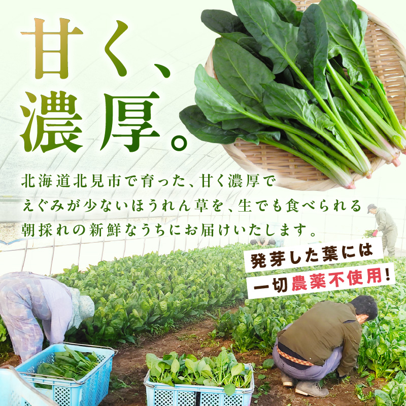【予約：2026年6月中旬から順次発送】北海道北見産 朝採れ ほうれん草 1kg 200g×5袋 ( 新鮮 採れたて ホウレンソウ ほうれんそう ハウス栽培 )【164-0008-2025】