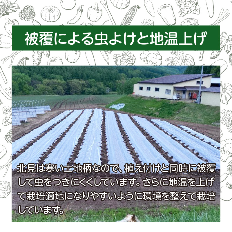 【予約：2026年10月下旬から順次発送】北見産玉ねぎ 20kg ( 機能性玉葱 サイズバラ 玉ねぎ たまねぎ タマネギ 玉葱 オニオン 野菜 北海道 長期貯蔵 )【133-0002-2026】
