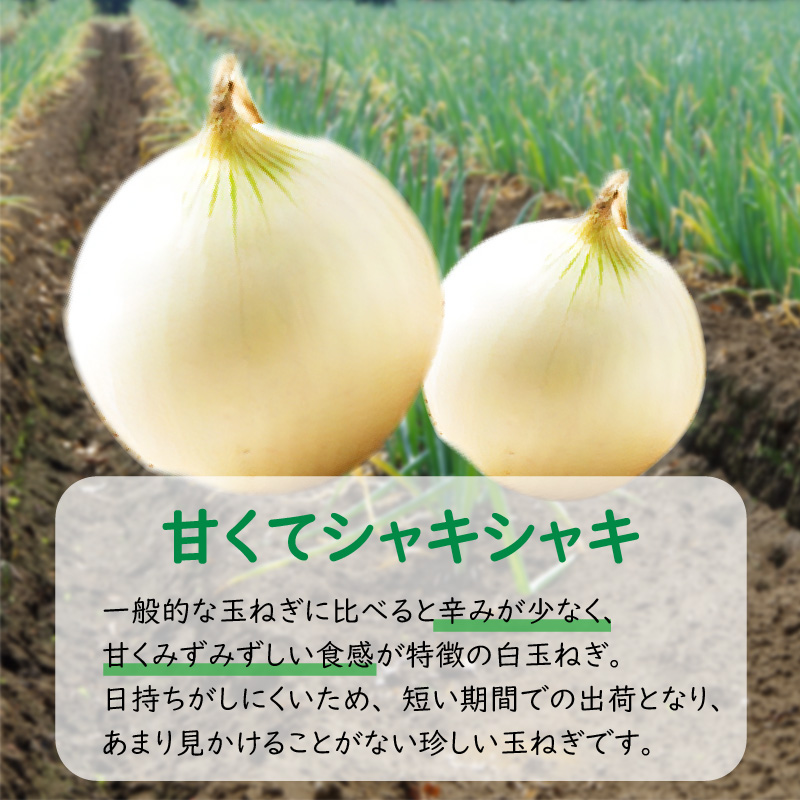 【予約：2026年7月中旬から順次発送】ところの白玉ねぎ 3kg ( 玉ねぎ タマネギ 玉葱 野菜 白玉ねぎ 3キロ 期間限定 辛みが少ない 生食 )【121-0003-2026】