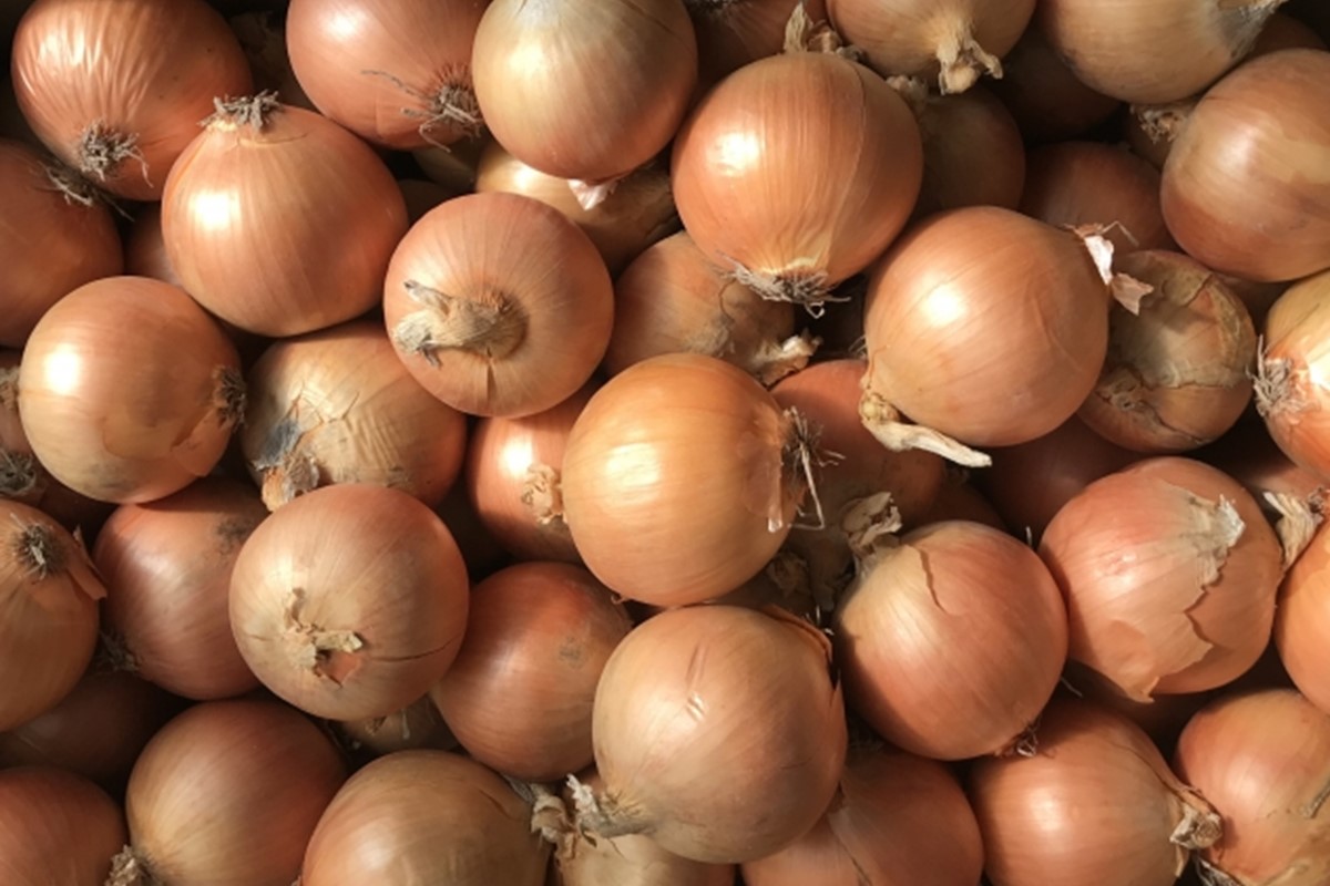 《7営業日以内に発送》大地の恵み北海道オニオンスープ 4袋×1箱 ( 玉ねぎ スープ たまねぎ 小分け オニオン ふるさと納税 即席 簡単 粉末 調味料 )【125-0001】