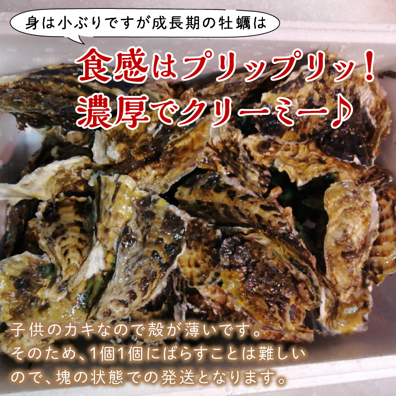 【予約：2026年10月中旬から順次発送】サロマ湖産 海のミルク 阿修羅牡蠣 5kg ( 魚介類 海鮮 魚介 牡蠣 かき カキ 海のミルク サロマ湖 5キロ 期間限定 国産 1年カキ )【031-0015-2026】