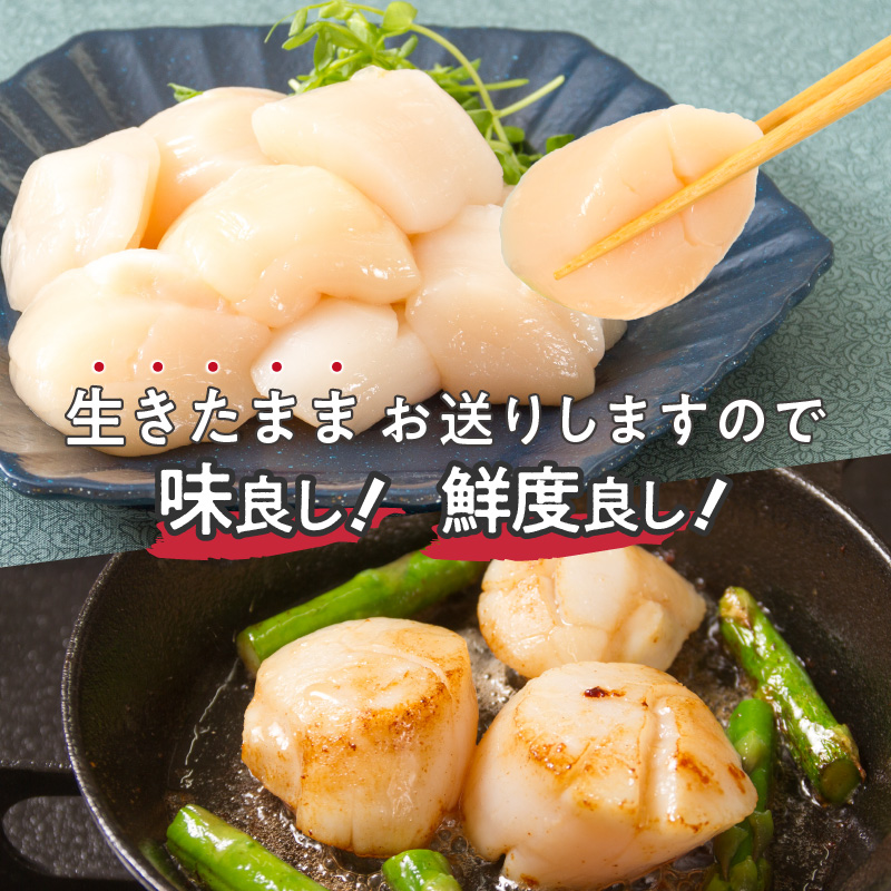 【予約：2026年4月から順次発送】とれたて新鮮！オホーツク海産 活ホタテ貝 4kg 15～35枚 ( 魚介 海鮮 貝 帆立 ほたて ホタテ 4キロ カレー シチュー 肉厚 )【114-0048-2026】