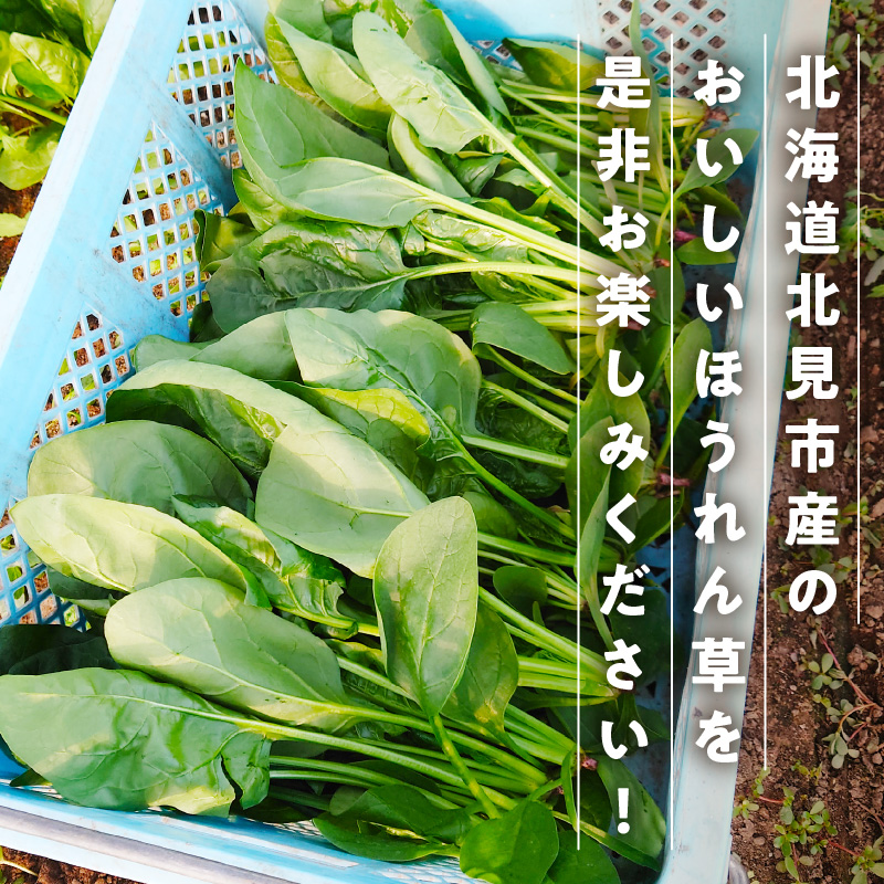 【予約：2026年6月中旬から順次発送】北海道北見産 朝採れ ほうれん草 1kg 200g×5袋 ( 新鮮 採れたて ホウレンソウ ほうれんそう ハウス栽培 )【164-0008-2025】