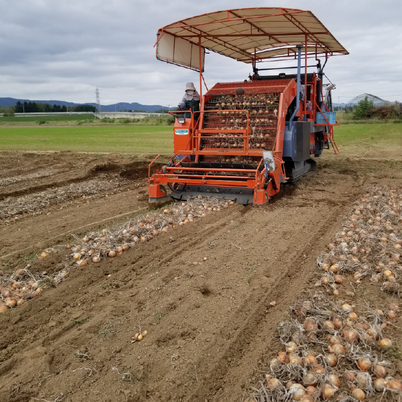 ãäºçŽïŒ2025幎11æããé æ¬¡çºéãçè± 20kg Lãµã€ãºä»¥äž çããå¡©ãããã 1æ¬ä»ã ( ã¿ããã® çè± éè èª¿å³æ å¡©ã³ã·ã§ãŠ )ã148-0013-2025ã