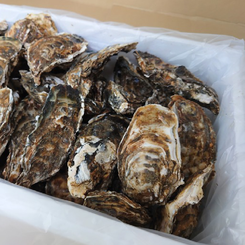【予約：2026年10月下旬から順次発送】サロマ湖産 殻付き2年牡蠣 4.2kg サイズ不揃い ※牡蠣ナイフ付 ( カキ かき 4.2キロ 魚介 海鮮 貝 ふるさと納税 BBQ バーベキュー )【113-0014-2026】