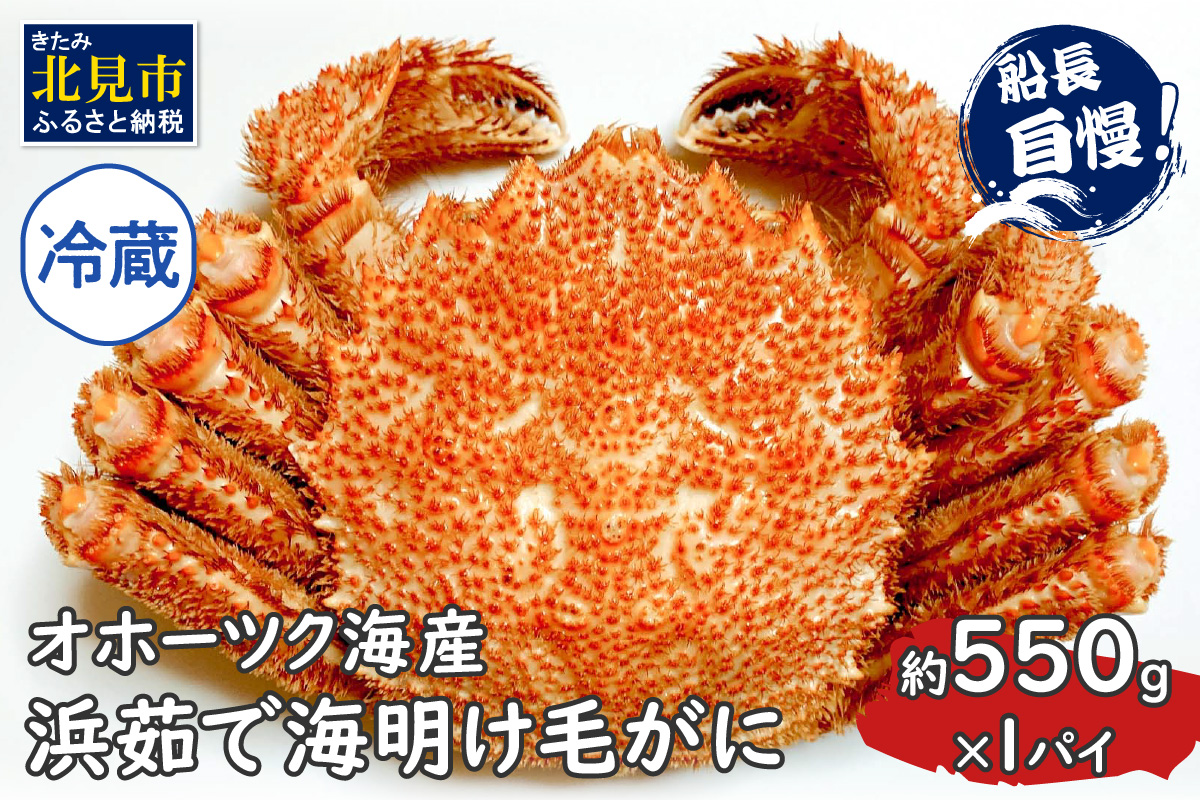 【予約：2026年3月下旬から順次発送】【旬の浜ゆで毛ガニを冷蔵便で】オホーツク海産 浜茹で海明け毛がに 約550g×1パイ 冷蔵 ( かに 蟹 魚介類 海鮮 )【114-0027-2026】
