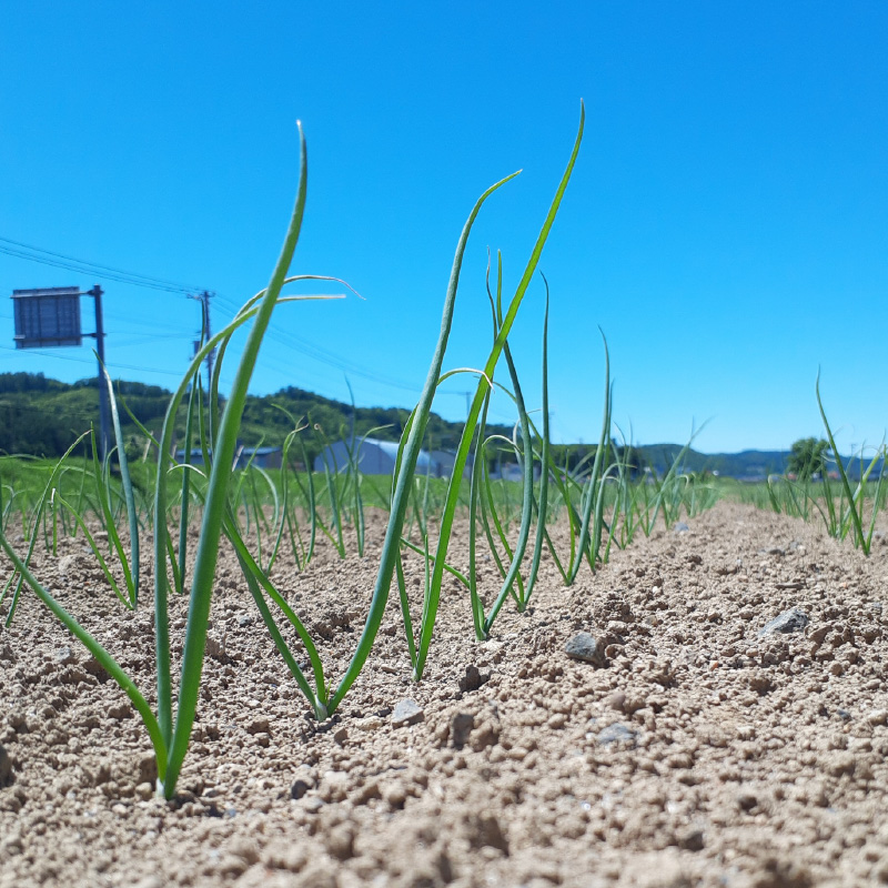 【予約：2025年11月から順次発送】玉葱 5kg Lサイズ以上 玉ねぎ塩こしょう 1本付き ( タマネギ 玉葱 野菜 調味料 塩コショウ )【148-0011-2025】