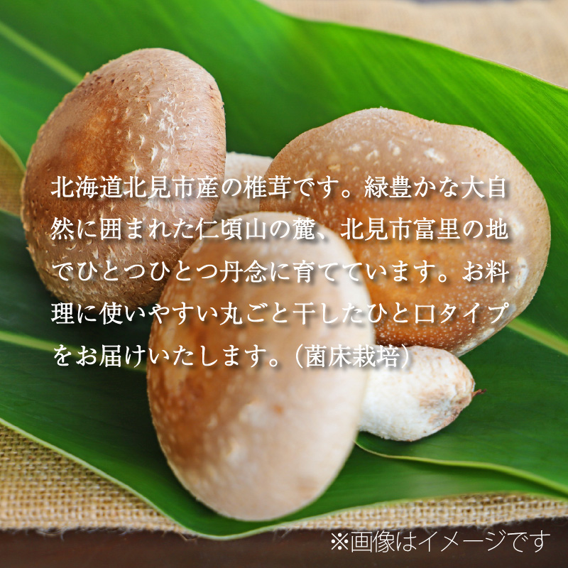 荵セ縺励>縺溘¢縺イ縺ィ蜿」 ( 縺励>縺溘¢ 讀手減 繧キ繧、繧ソ繧ア 縺阪ョ縺 繧ュ繝弱さ 荵セ辯・ )縲038-0011縲