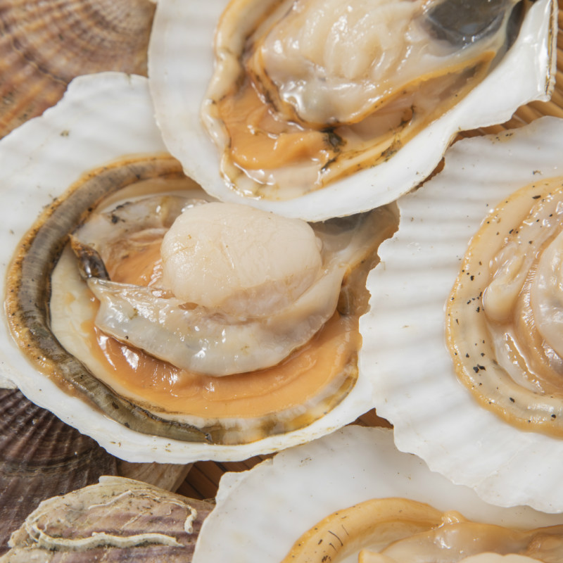 【予約：2026年3月下旬から順次発送】オホーツク貝付きほたて 5kg 30枚～50枚 ( 海鮮 魚介 魚介類 貝 貝類 ホタテ ほたて 帆立 殻付き 貝柱 贈答 ギフト 贈り物 お中元 お祝い BBQ バーベキュー )【031-0013-2026】