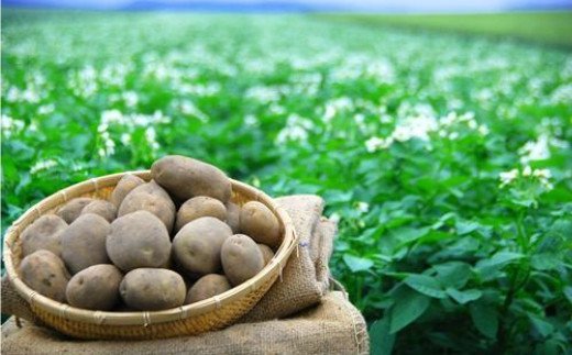 ãåä»ã¯12æ22æ¥ãŸã§ãJAããã¿ããããçŽéããæ°é®®ããããããã¹ããŒããŒãã10kgã104-0003-2025ã