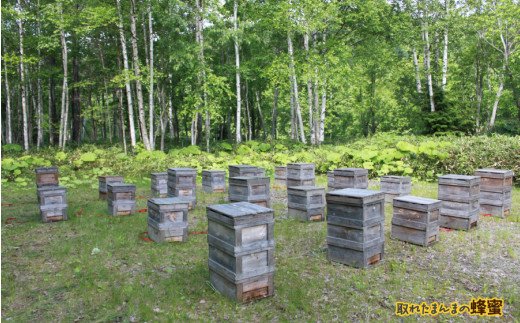 《14営業日以内に発送》採れたまんまの白花豆蜂蜜 190g×3本セット ( 蜂蜜 はちみつ ハチミツ 蜜 甘い 白花豆 蜂 純粋蜂蜜 贅沢 国産 酸味 おいしい おやつ 天然 自然 )【022-0011】