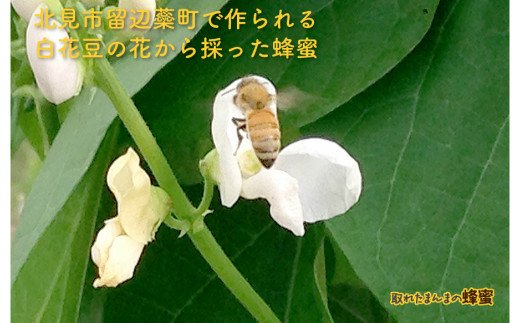 《14営業日以内に発送》採れたまんまの白花豆蜂蜜 190g×3本セット ( 蜂蜜 はちみつ ハチミツ 蜜 甘い 白花豆 蜂 純粋蜂蜜 贅沢 国産 酸味 おいしい おやつ 天然 自然 )【022-0011】