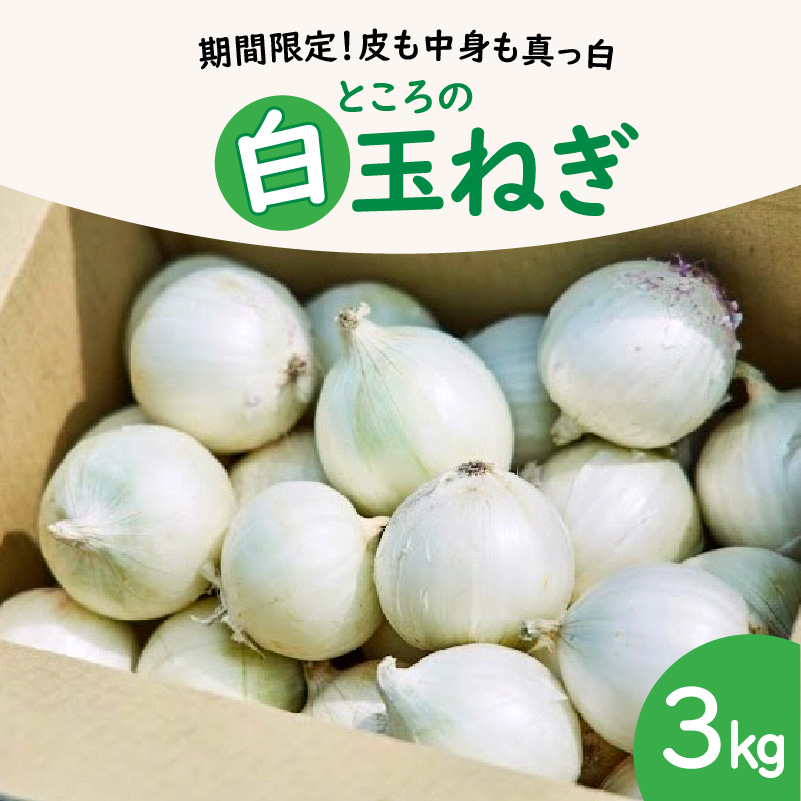 【予約：2026年7月中旬から順次発送】ところの白玉ねぎ 3kg ( 玉ねぎ タマネギ 玉葱 野菜 白玉ねぎ 3キロ 期間限定 辛みが少ない 生食 )【121-0003-2026】