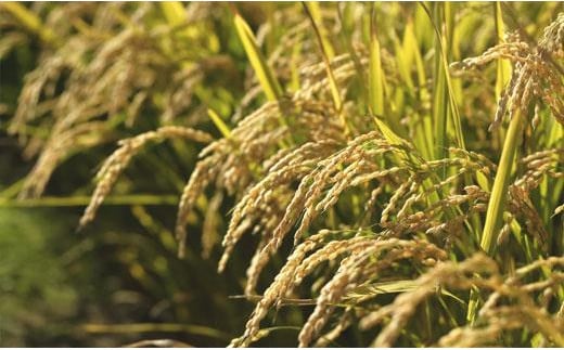 【精白米】食べ比べ12kgセット(ゆめぴりか2kg・ななつぼし2kg・ふっくりんこ2kg・ゆきさやか2kg・あやひめ2kg・おぼろづき2kg)