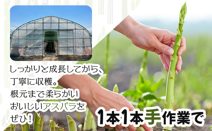 【先行予約／令和8年産】北海道岩見沢産　春グリーンアスパラ　2Lサイズ 1kg【41103】