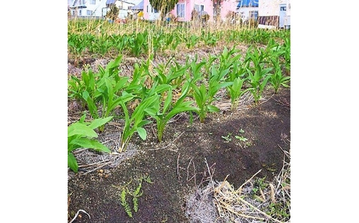 【北海道岩見沢市産】令和6年産 行者にんにく葉(冷凍) 1kg【09118】