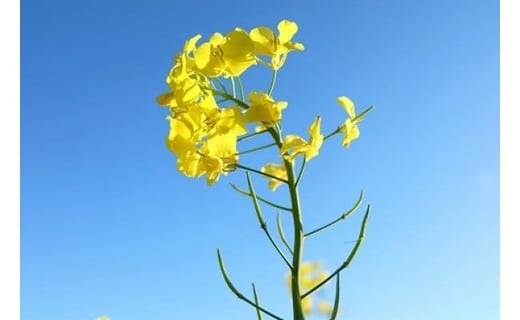 高純度！天然生はちみつ！　「いわみざわ産・菜の花はちみつ×２個」【18107】