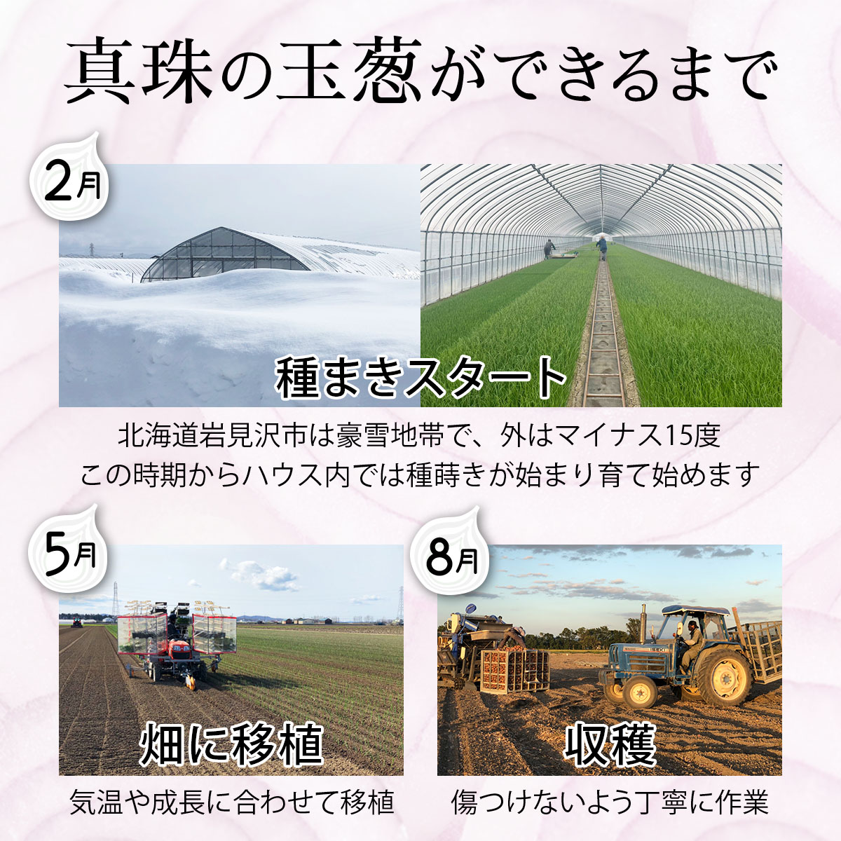 真珠の玉葱 特別栽培Lサイズ5kg(赤玉葱5個入り) ≪海のミネラルで育てた特別栽培玉葱≫【50108】