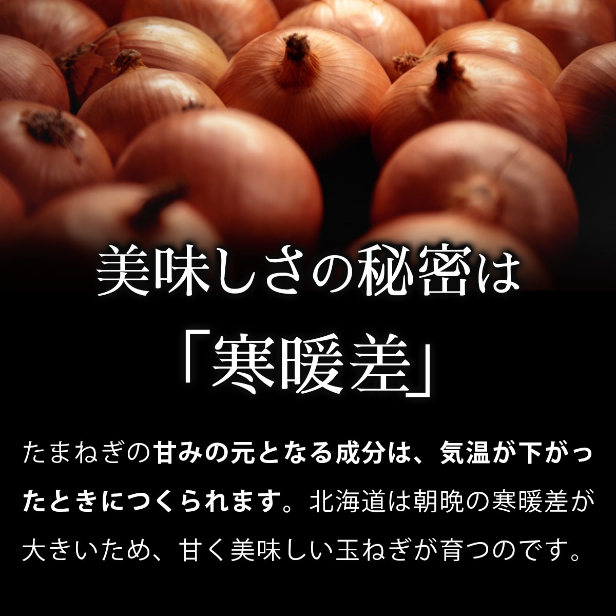 真珠の玉葱 特別栽培Lサイズ5kg(赤玉葱5個入り) ≪海のミネラルで育てた特別栽培玉葱≫【50108】