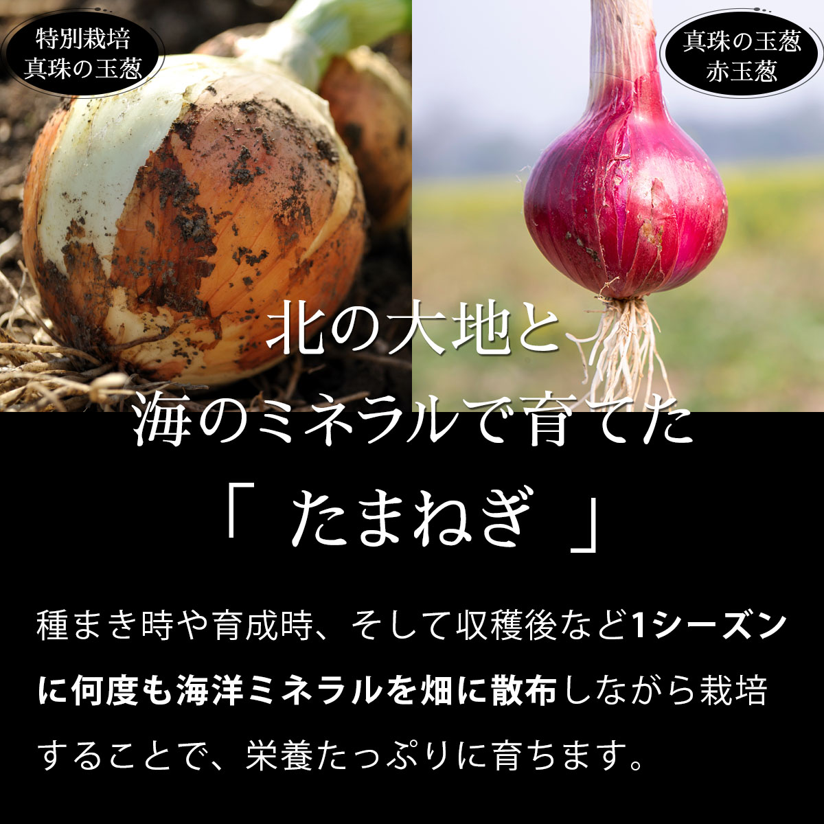 真珠の玉葱 特別栽培Lサイズ5kg(赤玉葱5個入り) ≪海のミネラルで育てた特別栽培玉葱≫【50108】