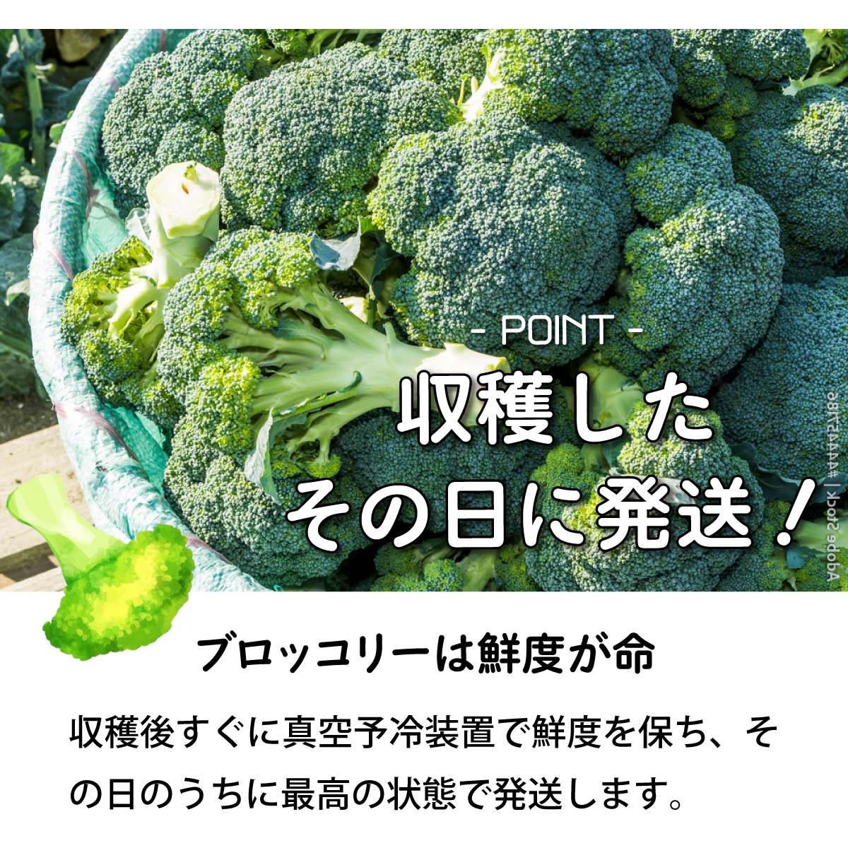 【引換券（現地受取）】市場の目利き 北海道岩見沢産ブロッコリー 大玉4玉