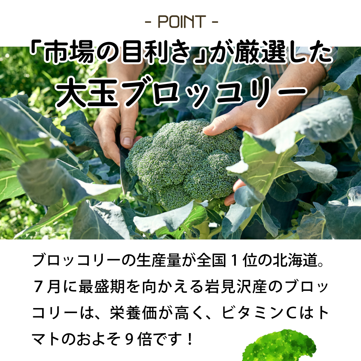 【引換券（現地受取）】市場の目利き 北海道岩見沢産ブロッコリー 大玉4玉