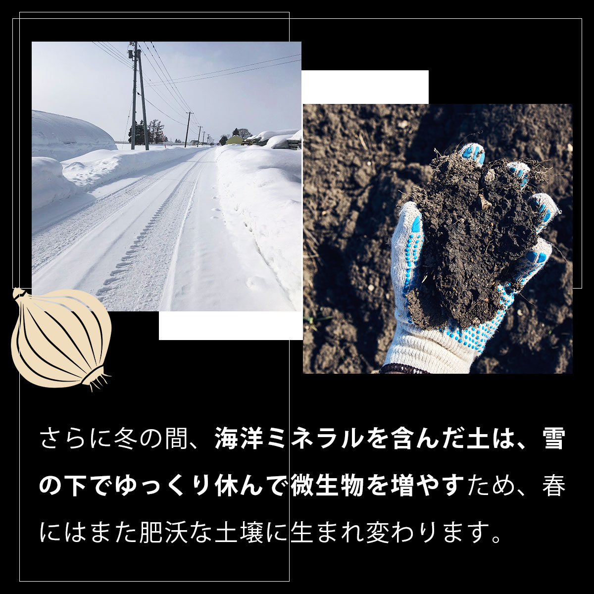 真珠の玉葱 特別栽培Lサイズ5kg(赤玉葱5個入り) ≪海のミネラルで育てた特別栽培玉葱≫【50108】