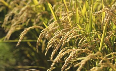 令和7年産【精白米】5つ星お米マイスターの契約栽培米ゆめぴりか15kg(5kg×3袋)【39112】