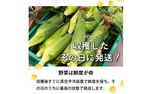 ≪先行予約≫ 市場の目利き 北海道岩見沢産とうもろこし「恵味 2L 10本」