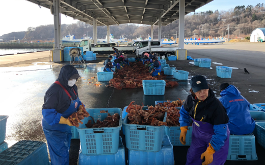 【極生食感】イバラガニ トロ刺し《200g×2p》約4〜5人前（2025年4月15日より順次発送） ABJ020