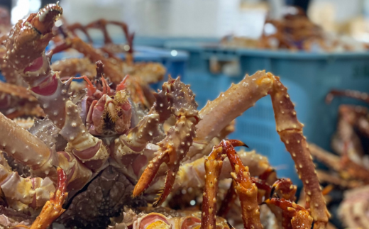 【極生食感】イバラガニ トロ刺し《200g×2p》約4〜5人前（2025年4月15日より順次発送） ABJ020