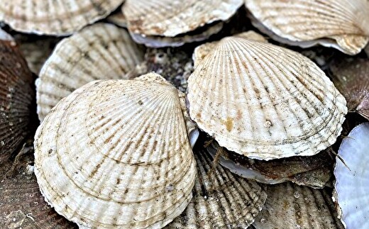 【先行予約】冷凍生剥きほたて 1kg（500g×2）（2026年3月より順次発送） ABAE009