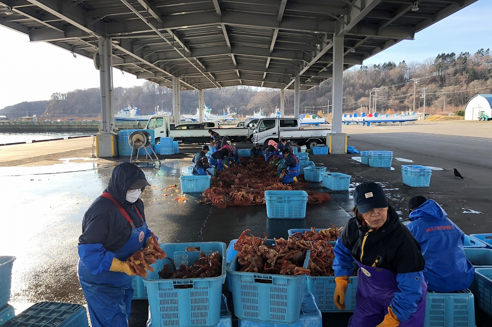 【先行予約】【かにハラミ 三種セット】 100g×3（網走産） ※着日指定不可（2025年9月30日以降発送） ABAH001